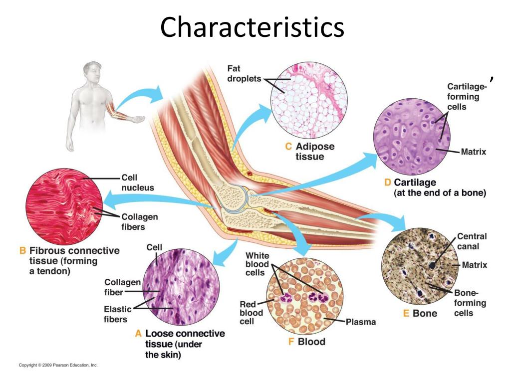 Connective Tissue Chart