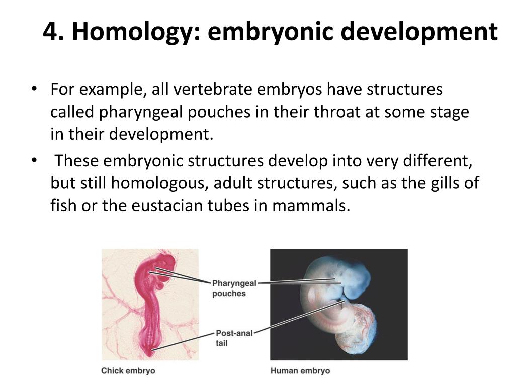 PPT - Evidence For Evolution PowerPoint Presentation, Free Download ...