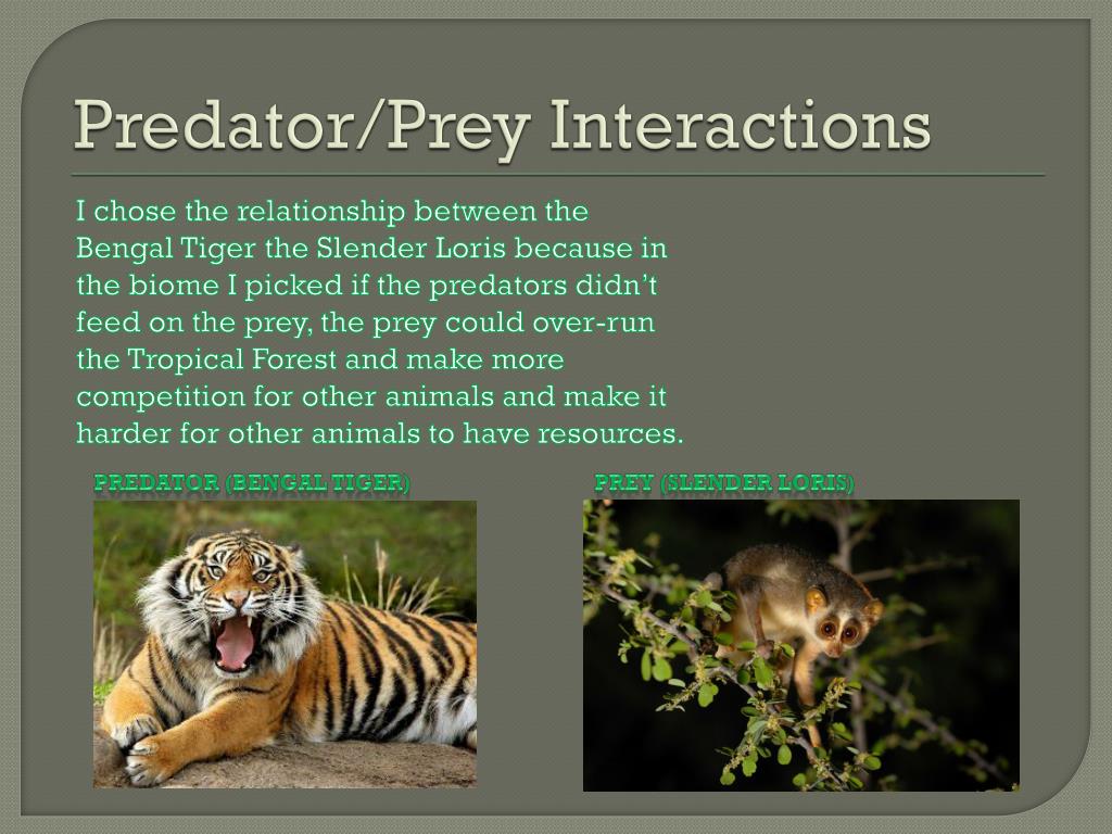Tropical rainforest predator and prey
