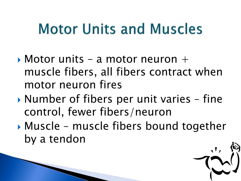 PPT - TOPIC 6 The Sensorimotor System PowerPoint Presentation, free