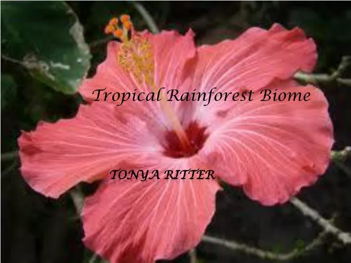 tropical rainforest biome n.