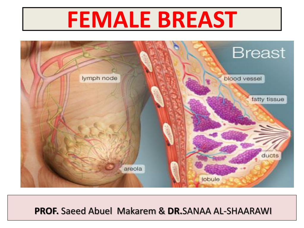 PPT - FEMALE BREAST PowerPoint Presentation, free download - ID