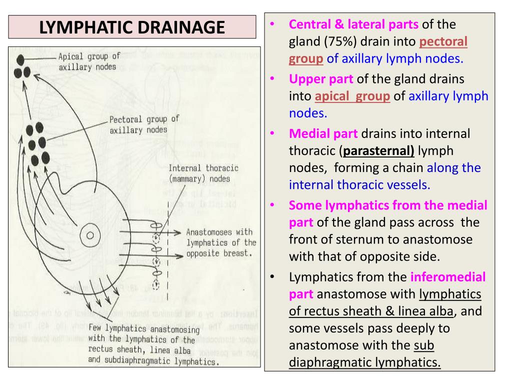 Breast Anatomy Quadrants : Breast disease / This article describes the ... Biology Diagrams