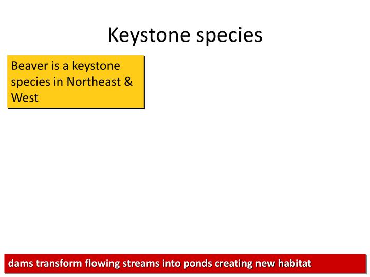 PPT Keystone species PowerPoint Presentation ID2358585
