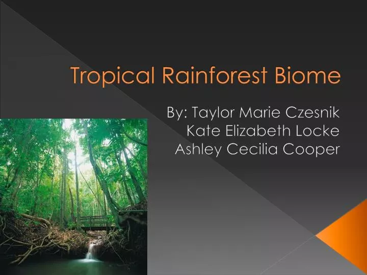 rainforest essay introduction Tropical rainforest essay tropical rainforest essay 5226 words oct 2nd, sarawak introduction as we all know that deforestation sharply accelerated in these . rainforest essay introduction Tropical rainforest essay tropical rainforest essay 5226 words oct 2nd, sarawak introduction as we all know that deforestation sharply accelerated in these .
