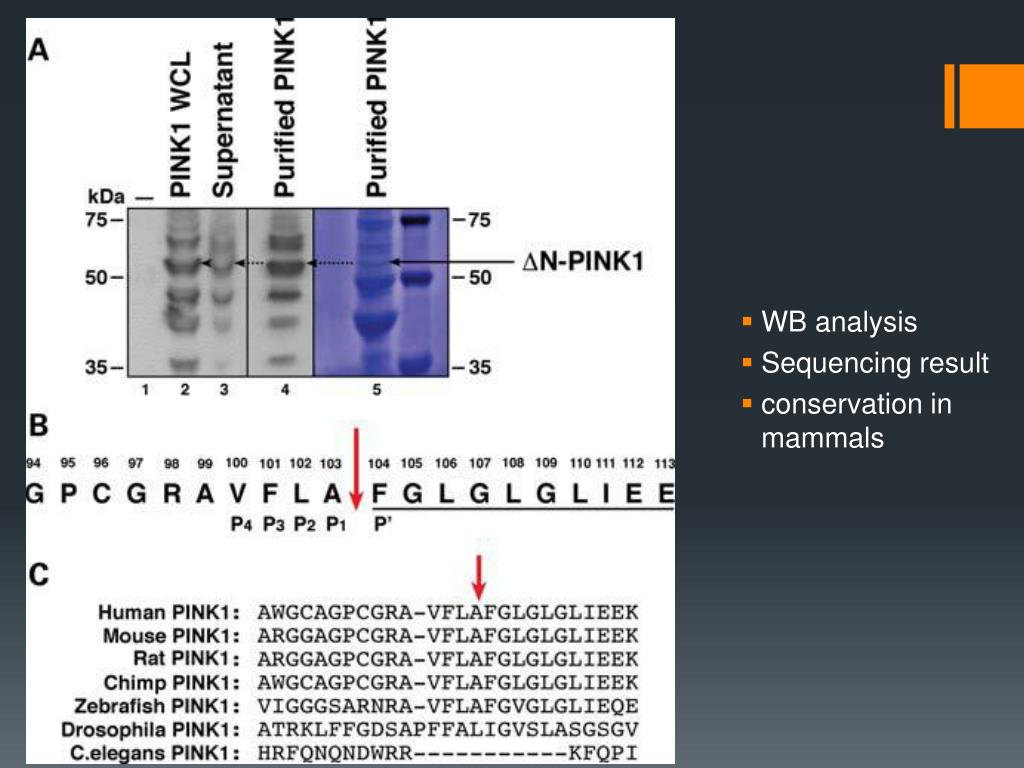 PPT - PINK1 cleavage at position A103 by the mitochondrial protease ...