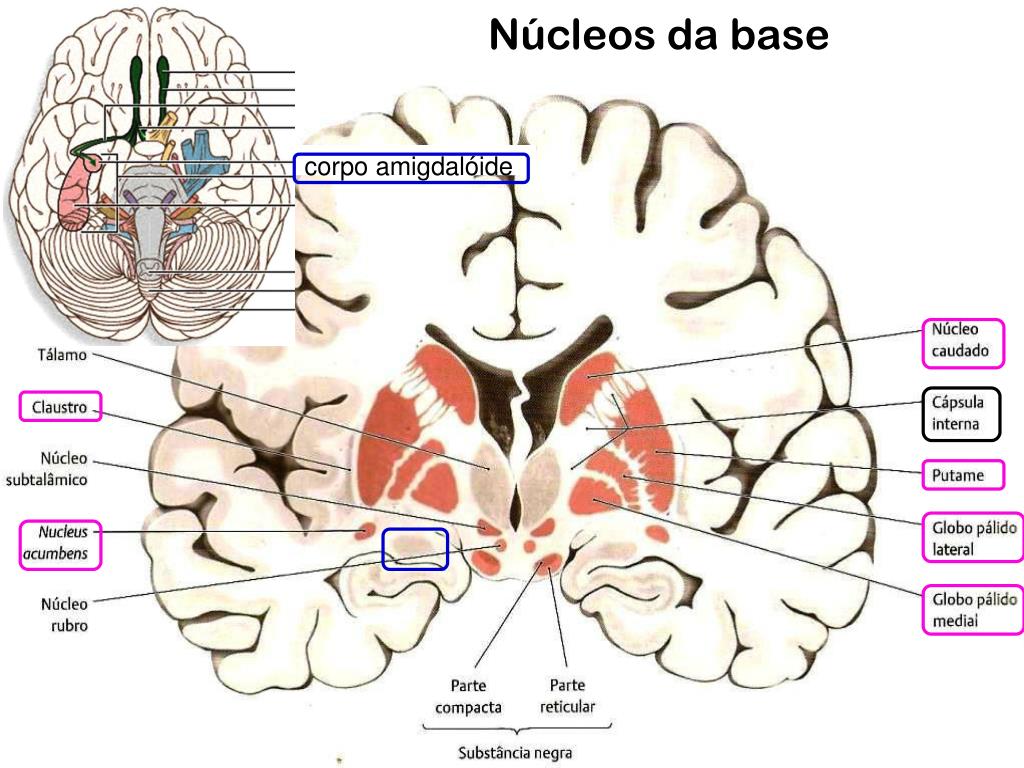 PPT - Telencéfalo , Sistema Límbico e Vascularização do SNC PowerPoint ...