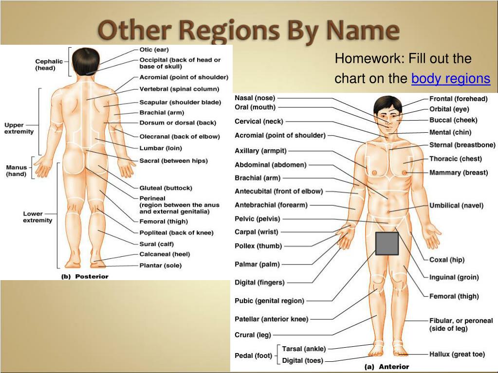 Body Regions Chart