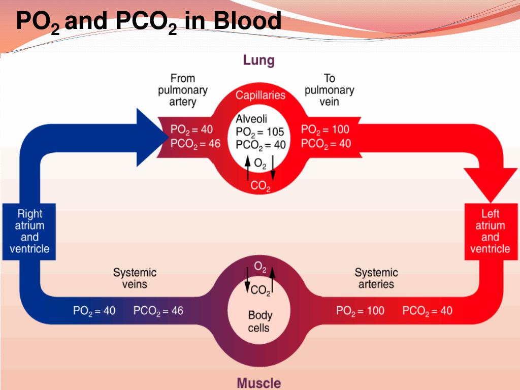 Ppt Arterial Blood Gases Sampling Equipment Calibrati - vrogue.co