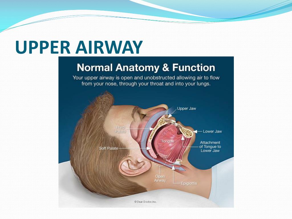 Upper Airway Anatomy Pic