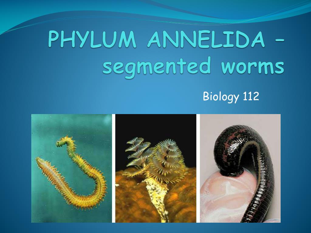 PPT - PHYLUM ANNELIDA – segmented worms PowerPoint Presentation, free  download - ID:2359773
