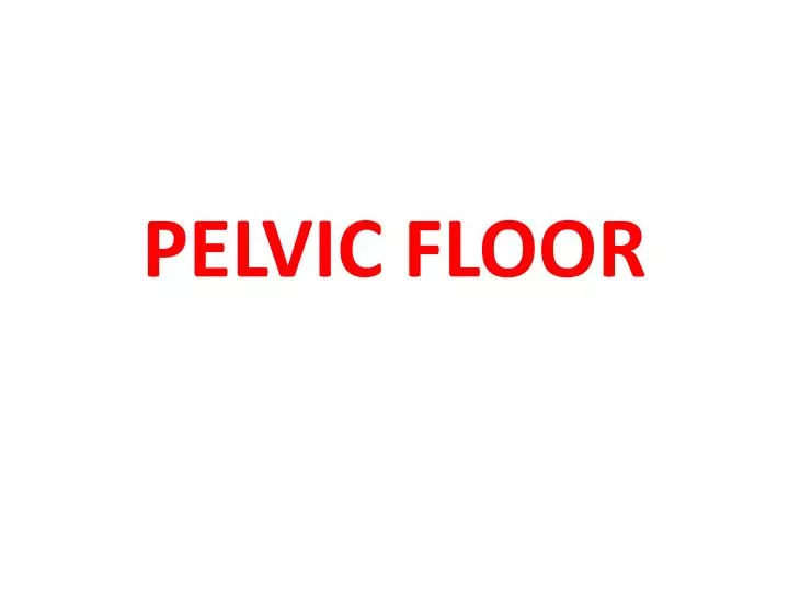 pelvic floor n.