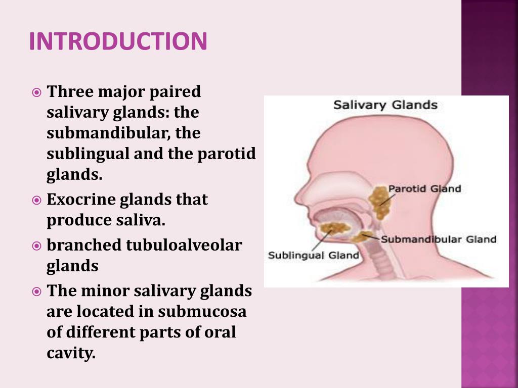 Ppt Histology Of Salivary Glands Powerpoint Presentation Free