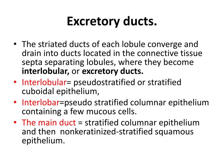 PPT Large glands associated with the digestive tract PowerPoint Presentation ID2360009