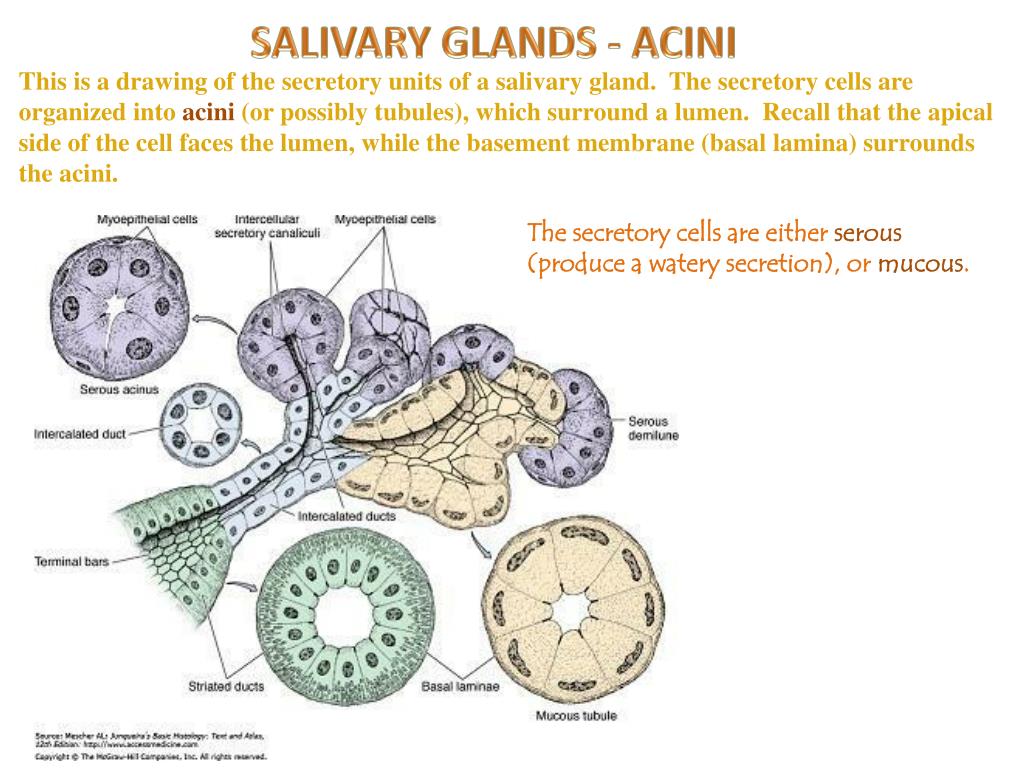PPT - Oral Cavity: Tongue, Salivary Glands Digital Laboratory ...
