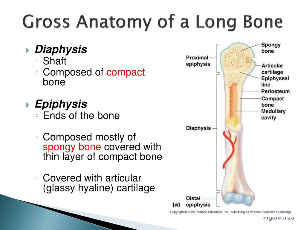 Long bone. Diaphysis латынь. Anatomy of long Bones. Epiphysis латынь. Diaphysis где находится.