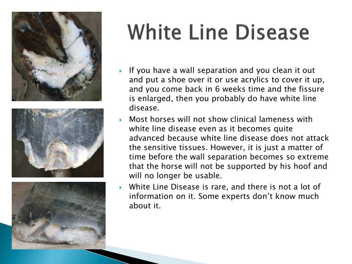 PPT The Horse Hoof PowerPoint Presentation ID2360231