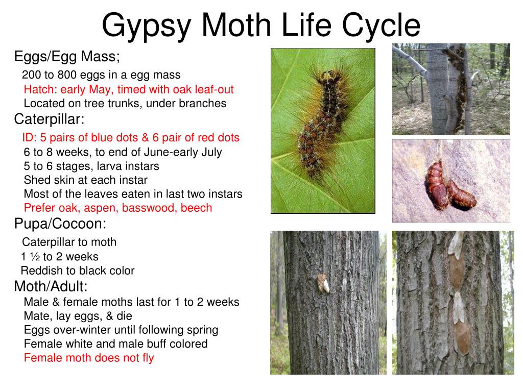 Gypsy Moth Life Cycle Diagram