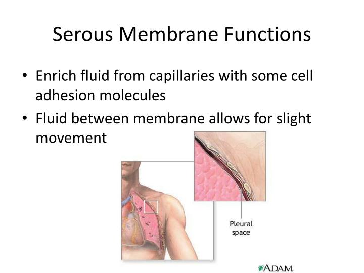Membranes and Their Functions
