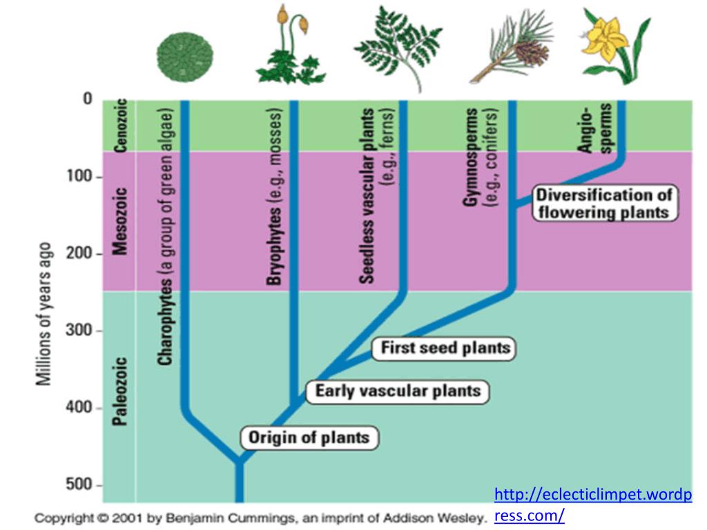 Plant origin. Plants phylogeny. Эволюция Plants. Phylogenetic Tree of Plants. Evolutionary History of Plants.