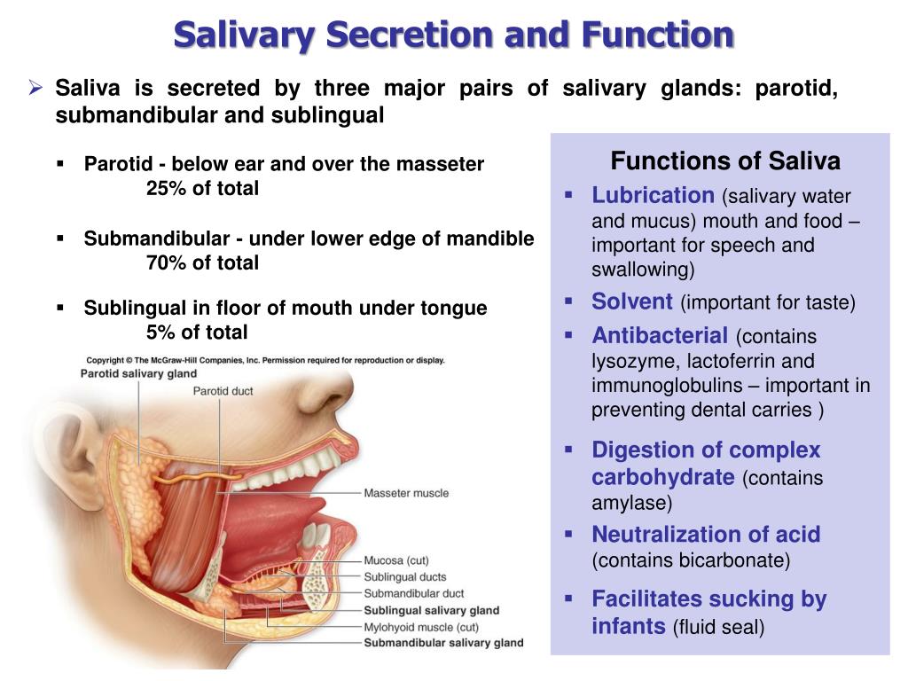 Salivary Glands Function