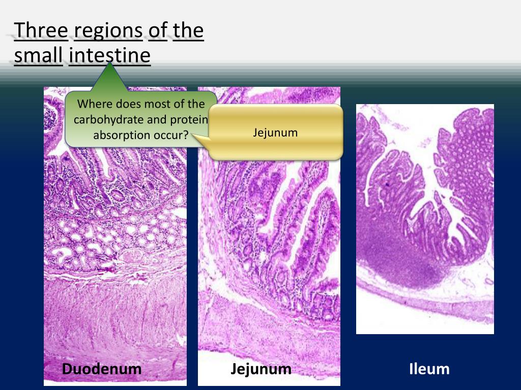 PPT - GI Anatomy/Histology PowerPoint Presentation, free download - ID
