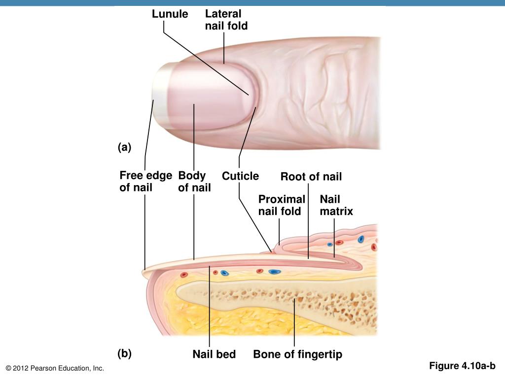 PPT - Skin and Body Membranes PowerPoint Presentation, free download ...