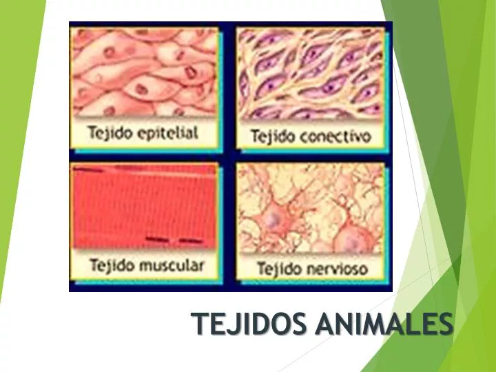 PPT TEJIDOS ANIMALES PowerPoint Presentation, free