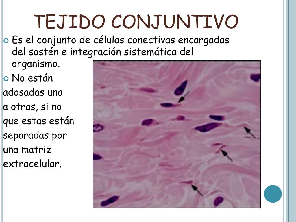 Ppt Tejido Conectivo Powerpoint Presentation Free Download Id2360862