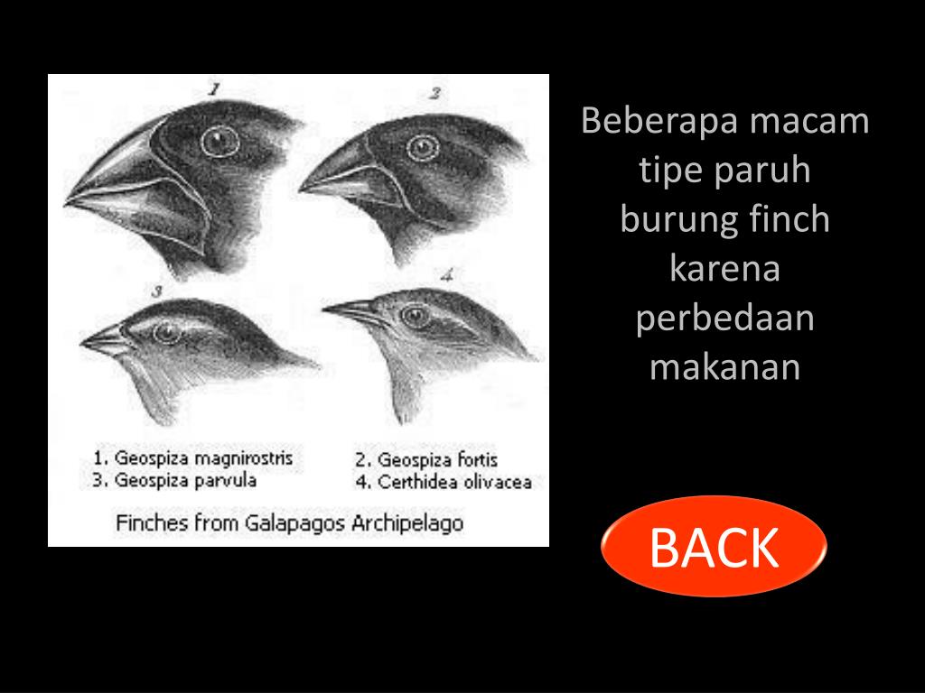 Ppt 1 Adaptasi 2 Seleksi Alam Evolusi 3 Perkembangbiakan