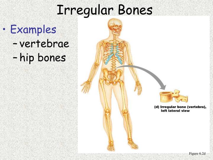 PPT - Chapter 6 Bones and Skeletal Tissues PowerPoint Presentation - ID