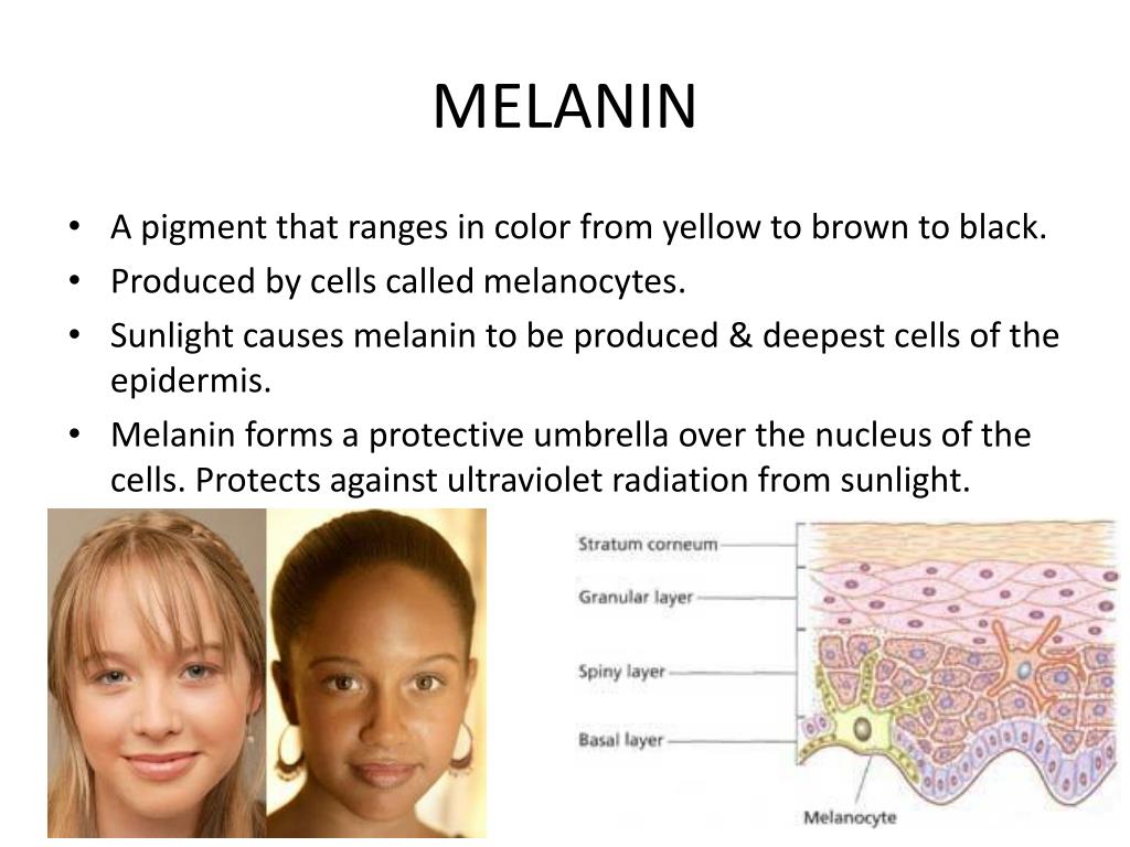 Пигмент меланин в каком слое. Меланин.