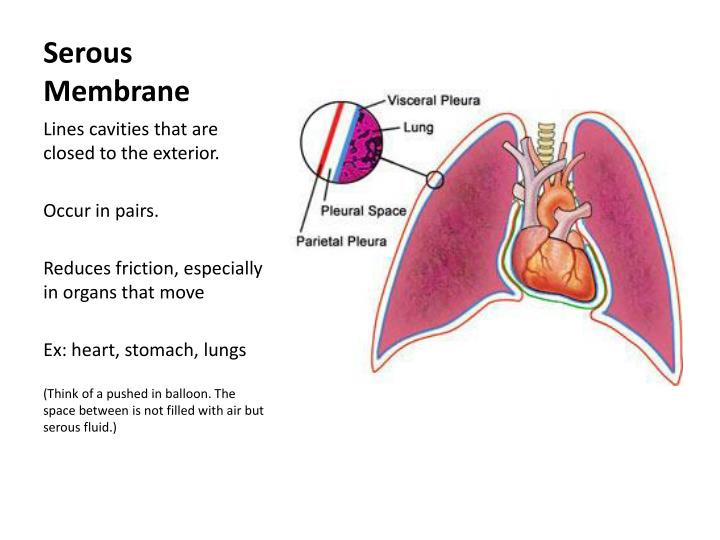 PPT - SKIN AND BODY MEMBRANES INTEGUMENTARY SYSTEM PowerPoint