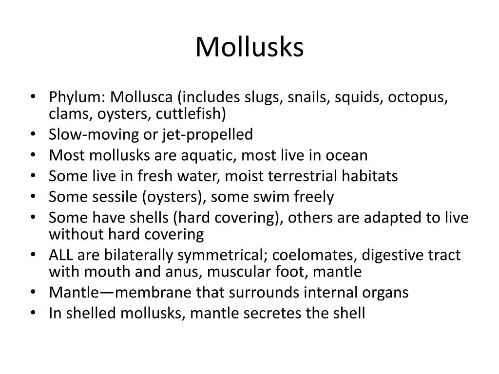 Ppt Mollusks And Segmented Worms Powerpoint Presentation Free 