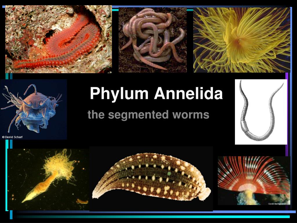 PPT - Phylum Annelida PowerPoint Presentation, free download - ID:2361384 PPT - Phylum Annelida PowerPoint Presentation, free download - ID:2361384