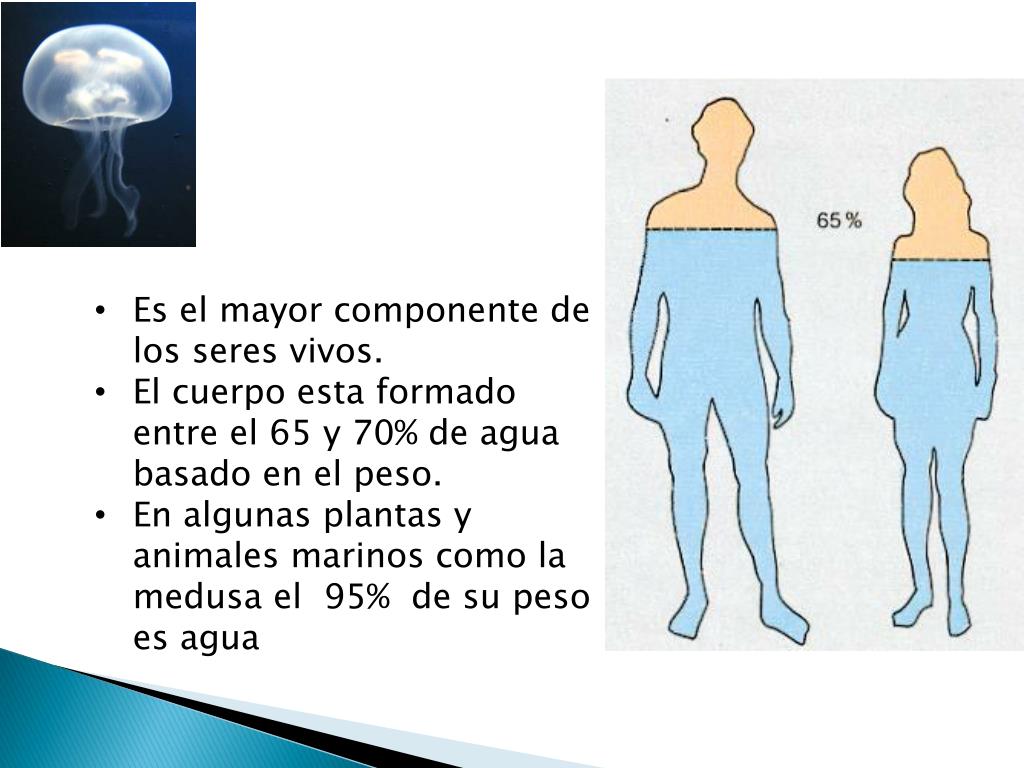 PPT - COMPOSICION QUIMICA DE LOS SERES VIVOS PowerPoint Presentation ...