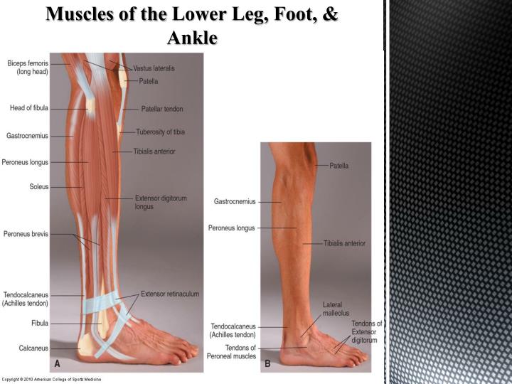 PPT - Anatomy of The Foot & Ankle PowerPoint Presentation - ID:2361555