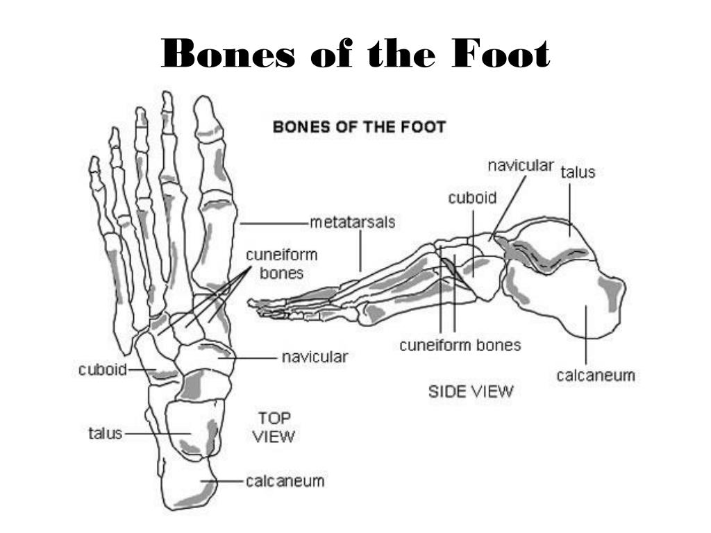 Foot search. Кости стопы анатомия. Плюсневая кость стопы анатомия. Полулунная кость стопы анатомия. Анатомия стопы плюсна.
