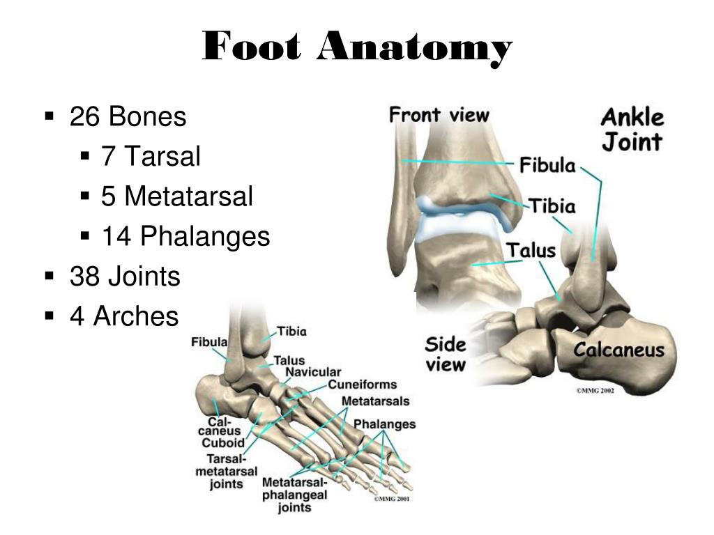 7 bone. Tarsal и Metatarsal анатомия. Tarsal Bones. The tarsal-Metatarsal Joint. Tarsal и Metatarsal ладонь анатомия.