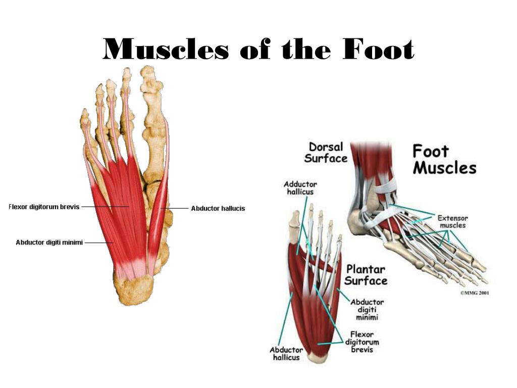 Foot muscle. Мышцы стопы анатомия. Extensor digitorum Brevis мышца ног. Muscle feet.