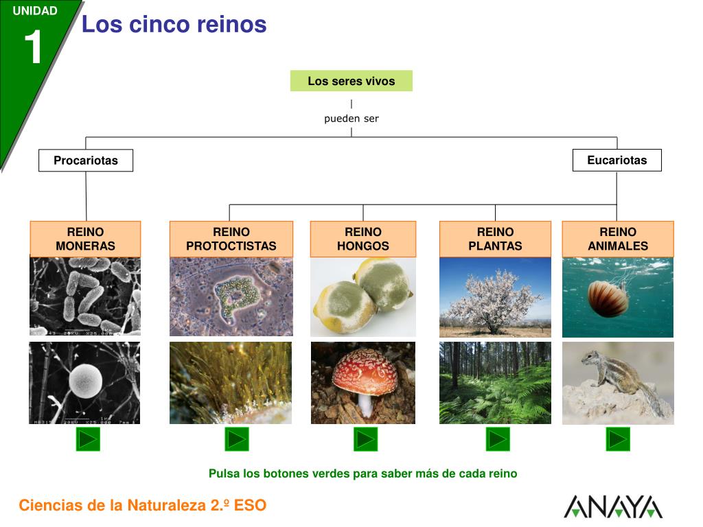 PPT - El reino es el taxón más amplio de la clasificación de los seres  vivos. PowerPoint Presentation - ID:2361738