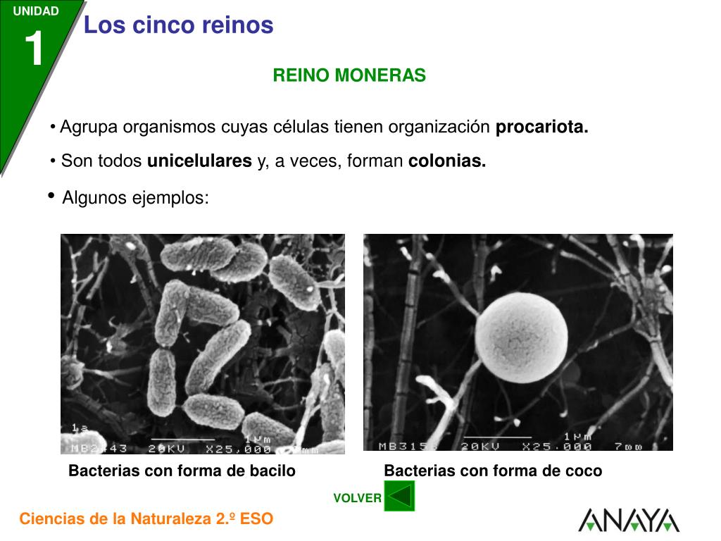 PPT - El reino es el taxón más amplio de la clasificación de los seres  vivos. PowerPoint Presentation - ID:2361738