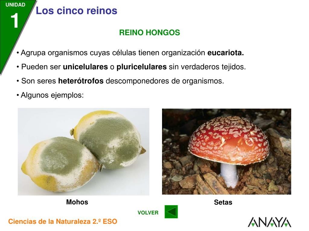 PPT - El reino es el taxón más amplio de la clasificación de los seres vivos.  PowerPoint Presentation - ID:2361738