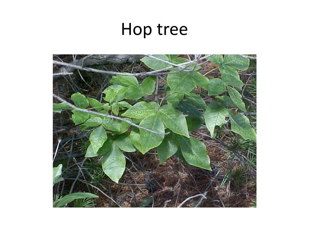 PPT - Morton Arboretum and Indiana Dunes pictures PowerPoint ...