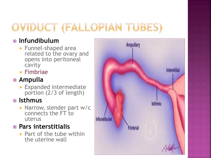 PPT FEMALE REPRODUCTIVE SYSTEM PowerPoint Presentation ID2361953