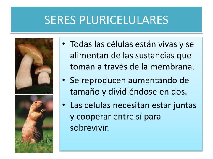 PPT - LOS SERES VIVOS PowerPoint Presentation - ID:2361967