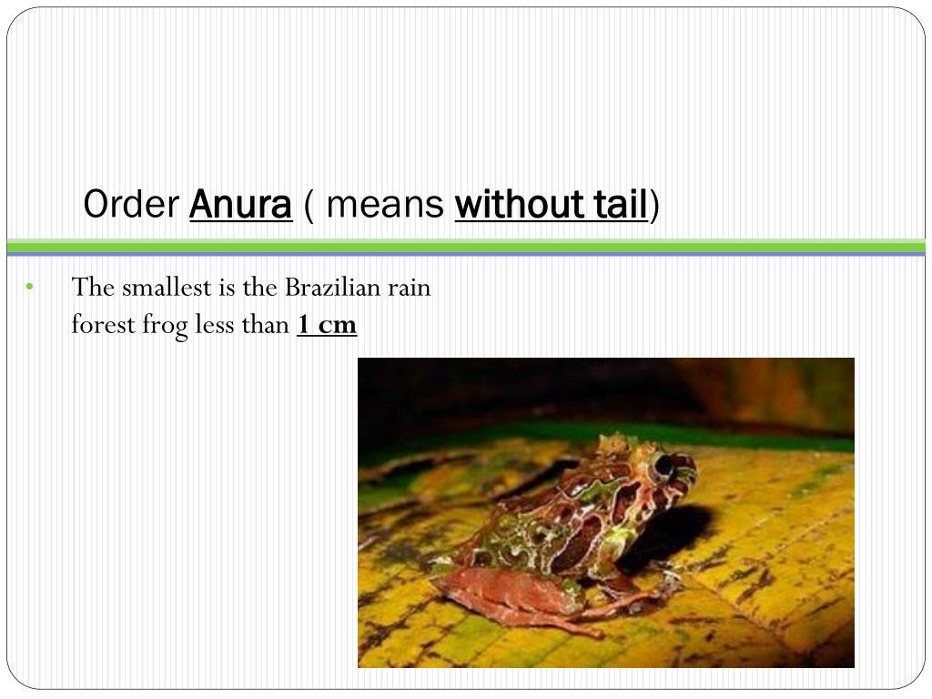 PPT - Amphibians Zoology Wakefield – 2011-2012 PowerPoint Presentation ...