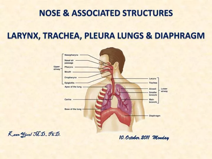 PPT nose & assocIated structures Larynx , trachea , pleura lungs