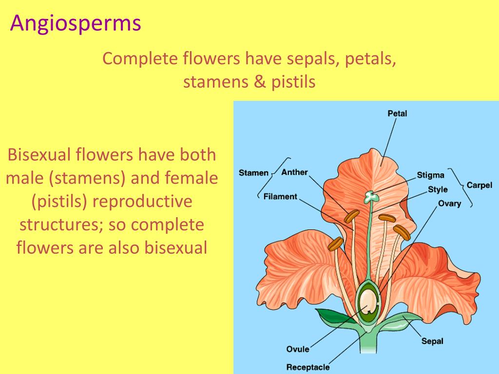 Complete flowers have sepals, petals, stamens & pistils Bisexual flower...
