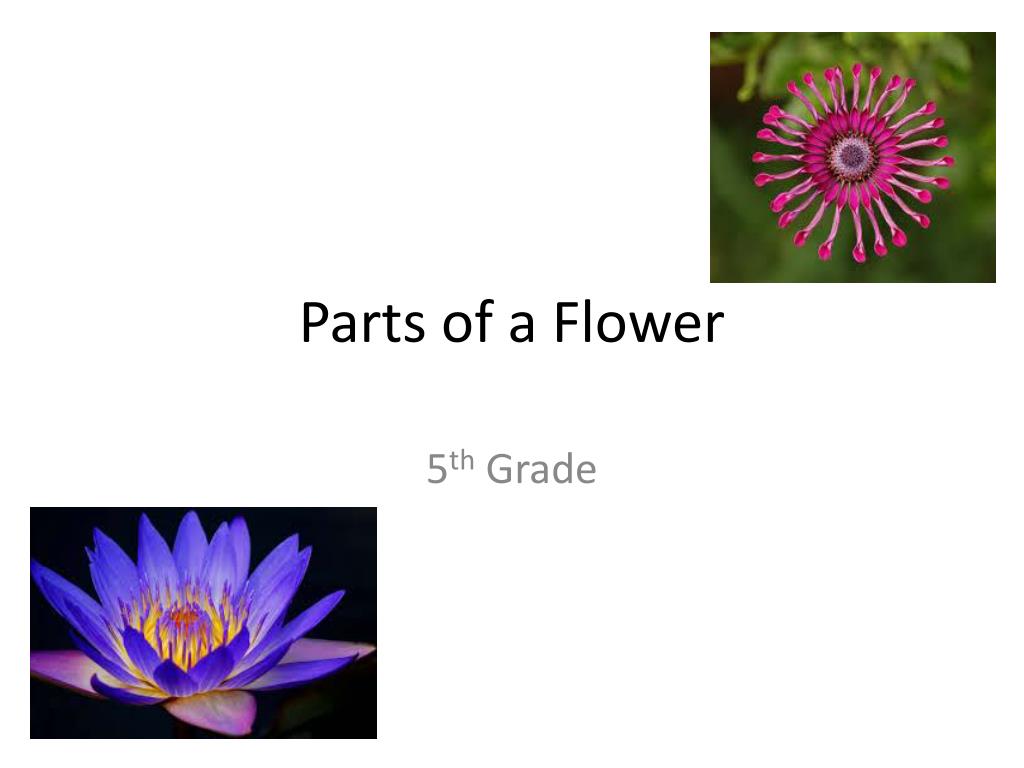 Ppt Parts Of A Flower Powerpoint